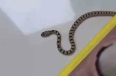 Mardin’de apartmanın 8’inci katında yılan paniği 