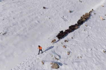 Mardin’de besicilerin zorlu ’kar’ mesaisi: Sürüler beyaz örtüde yol alıyor 