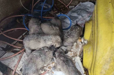 Mardin’de insanlık ölmemiş dedirten hareket: Donmak üzere olan yavruların imdadına yetişti 