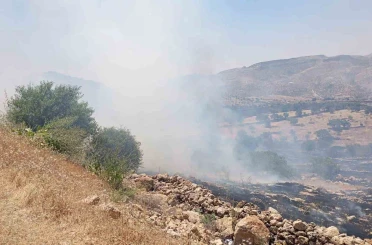 Mardin’de ormanlık alanda çıkan yangına müdahale ediliyor 