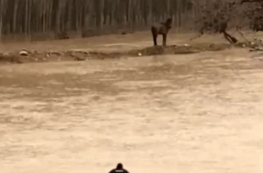Mardin’de sel sularına giren vatandaş atını kurtardı 