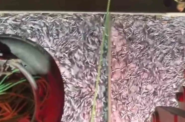 Marmara’da bereketli av: Bin kasa hamsi, bin kasa sardalya avlandı 