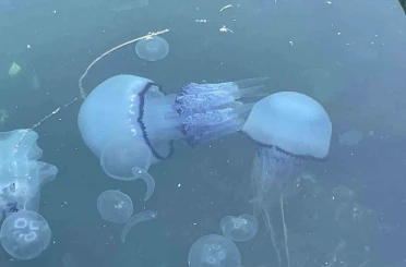 Marmara’da ’bitti’ denilen müsilaj kabusu tekrar hortladı 