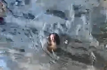 Marmaris’te temizlenmeyen rögarda farenin yaşam savaşı 