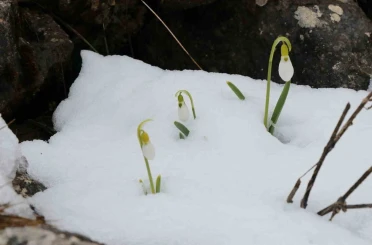 Mart karı kardelenleri yeniden beyaza bürüdü