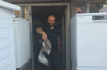 Martı yavrusu beyaz eşya tamircisini karıştırdı 