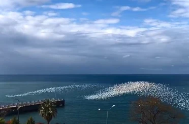Martıların deniz üstündeki dansı izleyenleri hayran bıraktı 