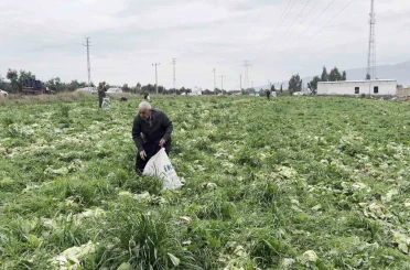 Marul toplama maliyetini karşılamayınca bedava dağıttı 