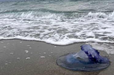 Mavi denizanaları sahile vurdu, görenler şaşırdı 