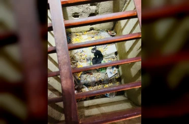 Mazgala düşen yavru kediyi itfaiye kurtardı 