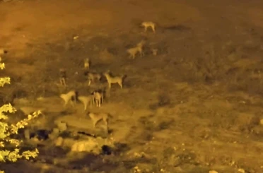 Mazıdağı’nda sokak köpekleri, vatandaşların korkulu rüyası oldu 