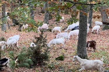 Meğer keçiler orman dostuymuş 