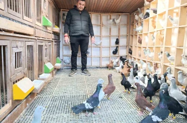 Memurluğu bırakıp güvercin yetiştiricisi oldu, otomobil fiyatına satıyor 