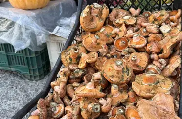 Menteşe’de ilk çıntarlar tezgahlarda
