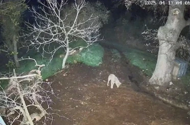 Menteşe’de kurdun saldırdığı 3 koyun telef oldu 