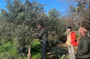 Menteşe’de zeytin ağaçları mercek altında 