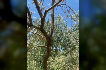 Menteşe’de zeytin ağaçlarında Verticillium solgunluğu kontrolleri yapıldı 