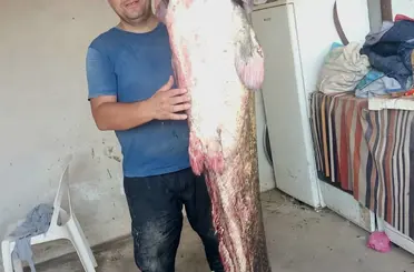 Meriç Nehri’nde 2 metre 45 santimetrelik dev yayın balığı
