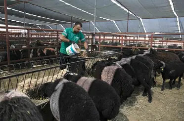 Mersin’de 420 yetiştiriciye 10 bin 500 küçükbaş hayvan desteği