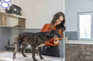 Mersin’de 6 aylık tedaviyle yeniden ayağa kalkan köpek sıcak yuvasını bekliyor 