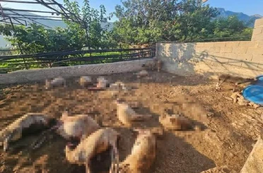 Mersin’de ağıla giren kurtlar 29 koyunu telef etti 