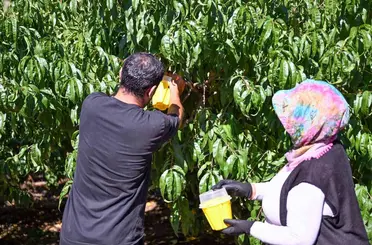 Mersin’de Akdeniz Meyve Sineğine karşı 80 bin feromon tuzak desteği
