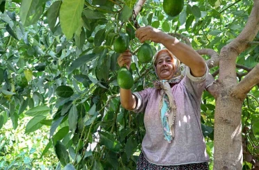 Mersin’de çiftçiye tropikal meyve desteği 