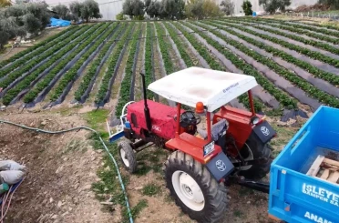Mersin’de çilekte kış hasadı: Bahçede kilogramı 130 TL 