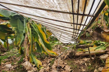 Mersin’de dolu sera çökertti, bahçelere zarar verdi 