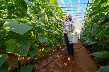 Mersin’de hıyar fidesi desteği Aydıncık’ta hasada dönüştü 