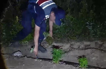Mersin’de ormanlık alana ekilen bin 500 kök kenevir ele geçirildi 
