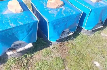 Mersin’de zamansız zirai ilaçlama arıların ölümüne sebep oldu 