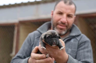 Mevsimin ilk kangalları dünyaya gözlerini açtı, karakterleri böyle ortaya çıkıyor 