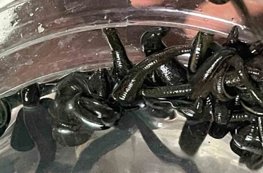 Mezbaha kanıyla besleniyor, birçok hastalığa şifa oluyorlar 