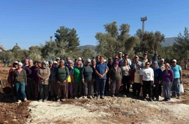 Milas’ta 151 zeytin ağacı doğal saksı yöntemiyle yeni yerlerine taşındı 
