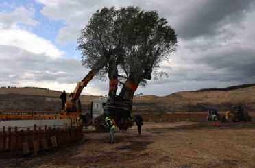 Milas’ta 3 asırlık zeytin ağacı yeni yerine törenle taşındı 