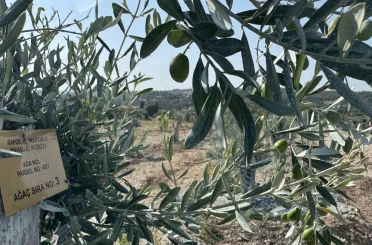 Milas’ta bilimsel yöntemlerle taşınan zeytin ağaçları, bir yıl dolmadan yeniden meyve vermeye başladı 