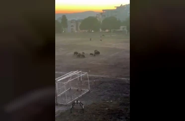 Milas’ta yaban domuzları futbol sahasını mesken tuttu 