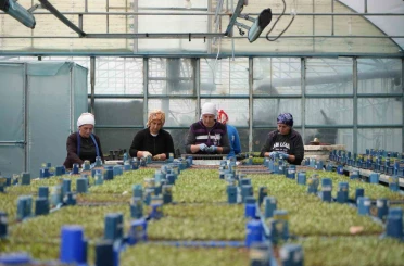 Milyonlarca sebze fidesi profesyonel ellerde üretiliyor 