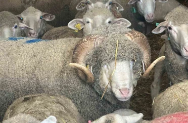 Milyonluk koçun kuzuları için bugünden sıraya girdiler 