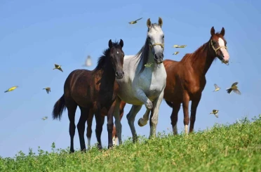Milyonluk taylar görücüye çıkmaya hazırlanıyor 