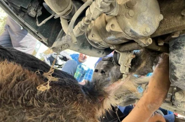 Minibüsün altında sıkışıp mahsur kalan köpeği itfaiye kurtardı 