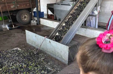 Minikler zeytinin ağaçtan sofraya uzanan serüvenini uygulamalı öğrendi 