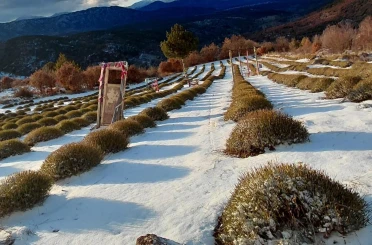 Mor bahçeler beyaza büründü, barajlara su geldi