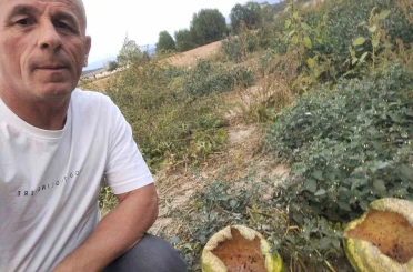 Mudurnu’da kargalar 80 karpuzu delik deşik etti 