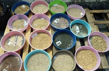 Muğla Büyükşehir 2026 yılında 4 Milyon ata tohumu dağıtımı hedefliyor 