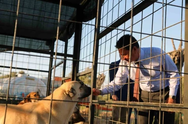 Muğla Büyükşehir 4 bin 34 can dostu sahiplendirdi 