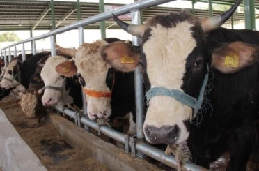 Muğla’da 11 mahalle karantinaya alındı 