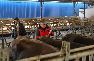 Muğla’da 240 bin hayvan şap aşısı olacak 