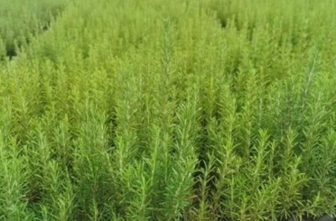 Muğla’da atıl araziler biberiye ile canlanıyor 